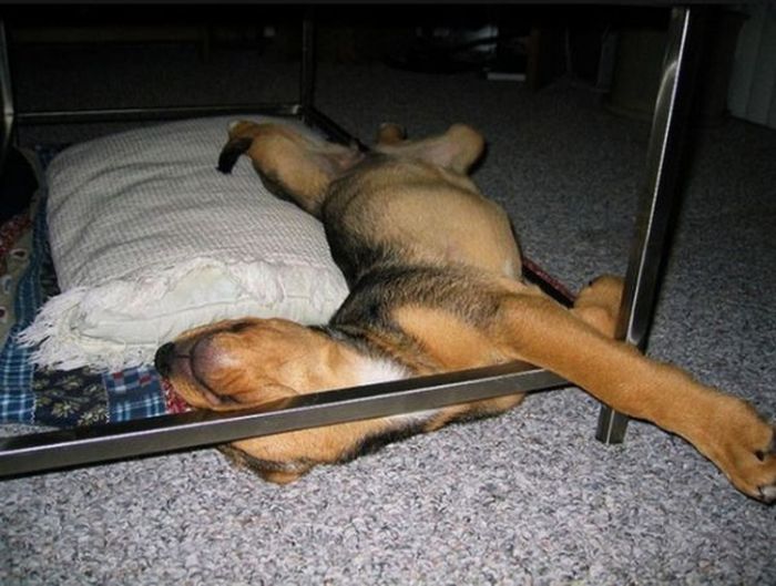 Photos That Prove Pets Can Sleep Anywhere (21 pics)