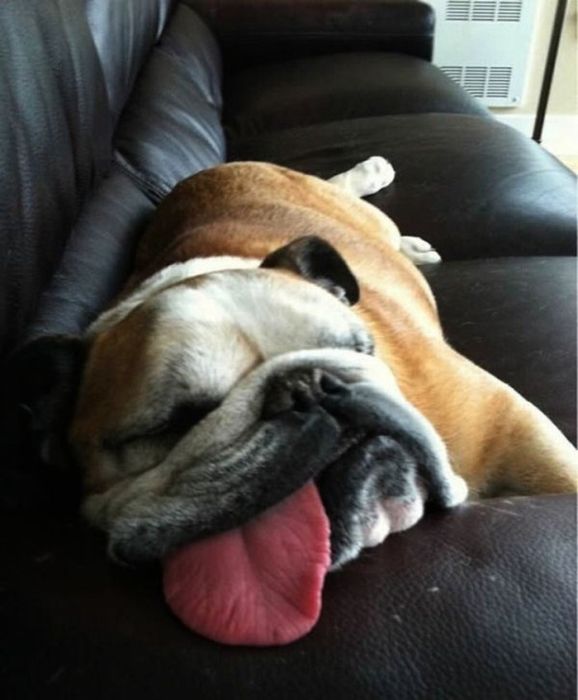 Photos That Prove Pets Can Sleep Anywhere (21 pics)