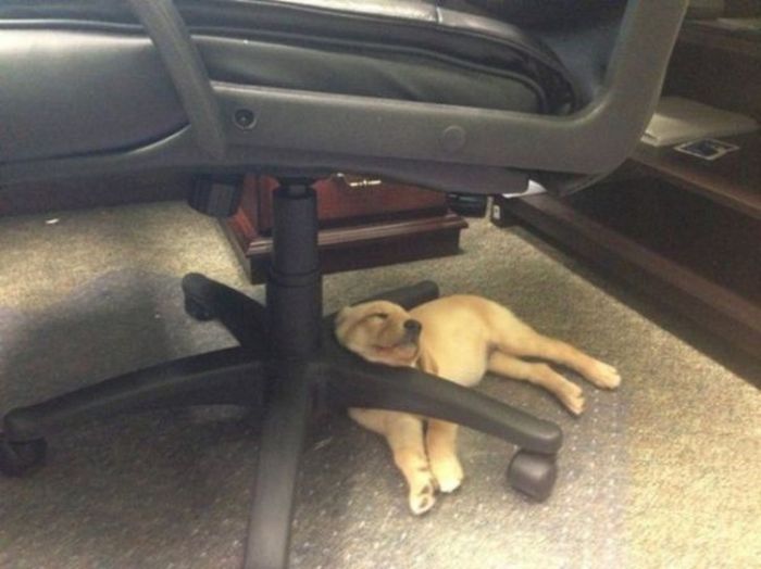 Photos That Prove Pets Can Sleep Anywhere (21 pics)