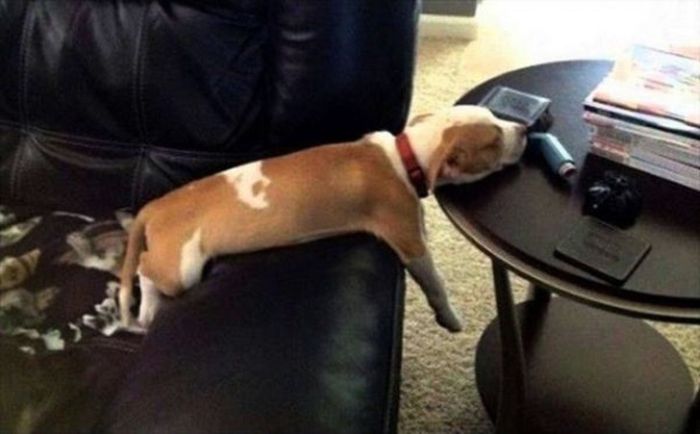 Photos That Prove Pets Can Sleep Anywhere (21 pics)