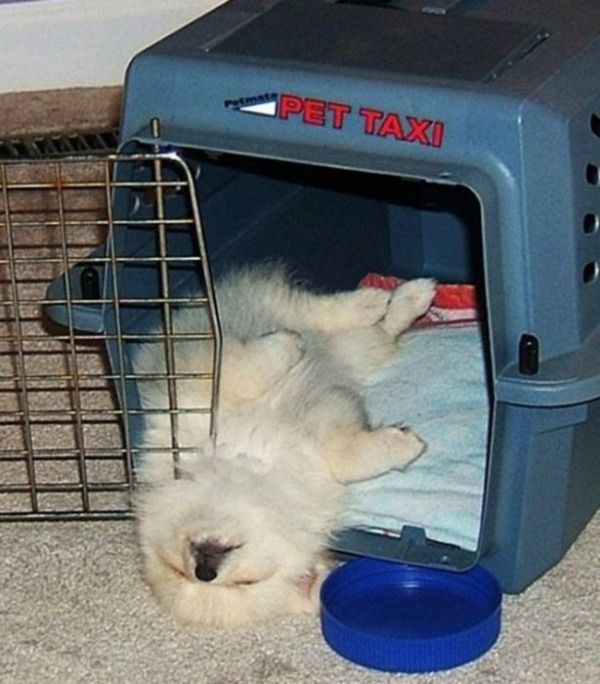 Photos That Prove Pets Can Sleep Anywhere (21 pics)