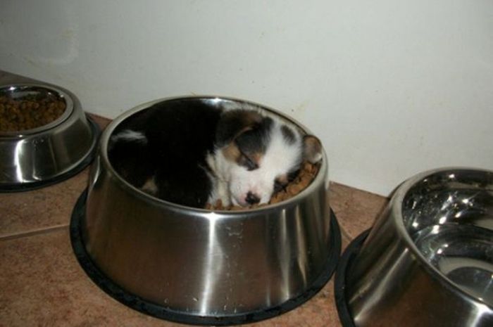 Photos That Prove Pets Can Sleep Anywhere (21 pics)