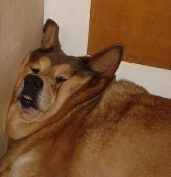 Photos That Prove Pets Can Sleep Anywhere (21 pics)