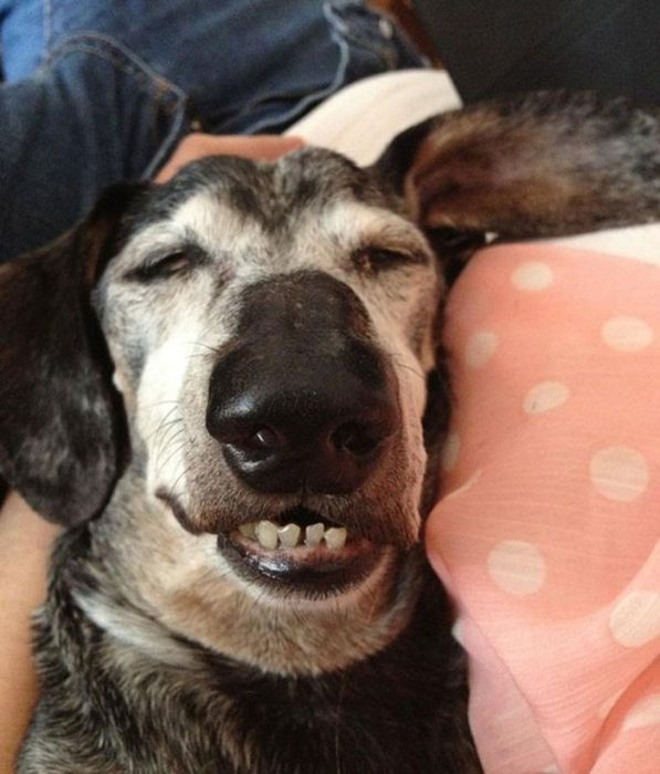 Photos That Prove Pets Can Sleep Anywhere (21 pics)