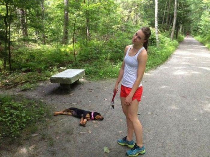 Photos That Prove Pets Can Sleep Anywhere (21 pics)