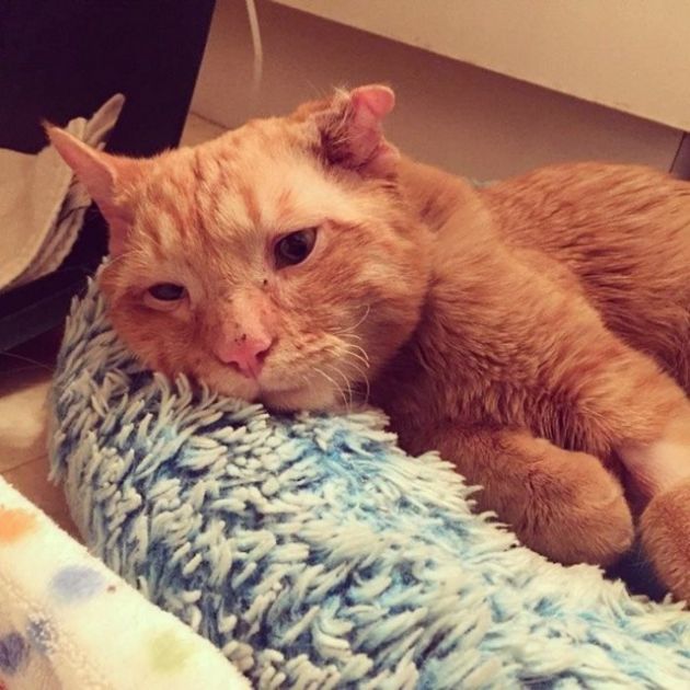 Sad Shelter Cat Changes Its Face After Being Adopted (12 pics)