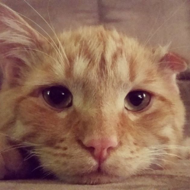 Sad Shelter Cat Changes Its Face After Being Adopted (12 pics)