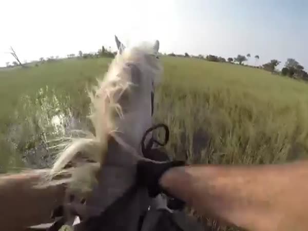 Lion Attacks Riders On Horseback Safari