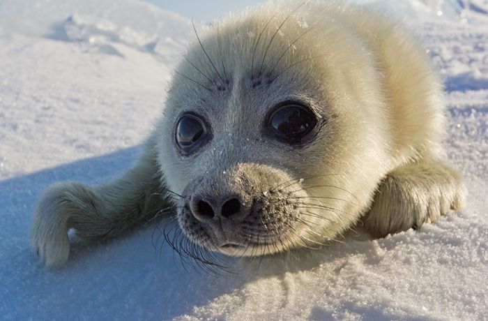 Photographer Finally Meets The Perfect Seal Pup After Three Years (8 pics)
