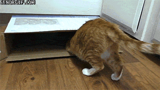 Acid Gifdump, November 18, 2016 (25 gifs)