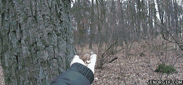 Acid Gifdump, November 18, 2016 (25 gifs)