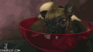 Acid Gifdump, November 18, 2016 (25 gifs)
