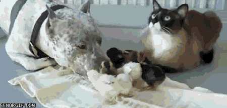 Acid Gifdump, November 18, 2016 (25 gifs)