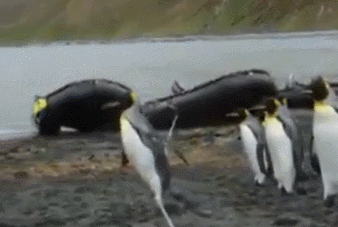 Acid Gifdump, November 18, 2016 (25 gifs)