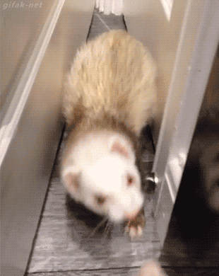 Acid Gifdump, November 18, 2016 (25 gifs)