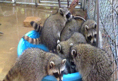 Acid Gifdump, November 18, 2016 (25 gifs)