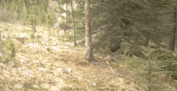 Acid Gifdump, November 18, 2016 (25 gifs)