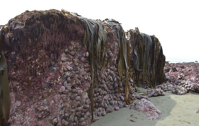New Zealand's Earthquake Lifted The Sea Floor By Two Metres (4 pics)