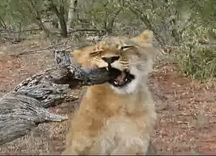 Acid Gifdump, November 23, 2016 (25 gifs)