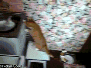 Acid Gifdump, November 23, 2016 (25 gifs)