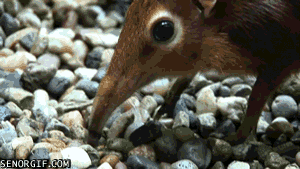 Acid Gifdump, November 23, 2016 (25 gifs)