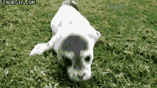 Acid Gifdump, November 23, 2016 (25 gifs)