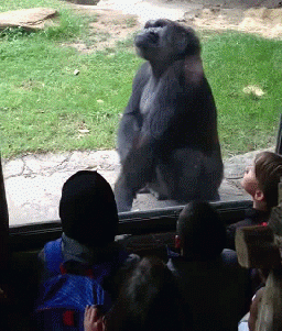 Acid Gifdump, November 23, 2016 (25 gifs)