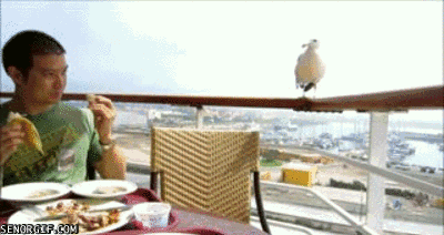 Acid Gifdump, November 23, 2016 (25 gifs)