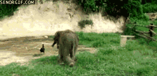 Acid Gifdump, November 23, 2016 (25 gifs)
