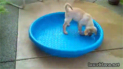 Acid Gifdump, November 23, 2016 (25 gifs)