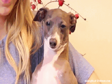 Acid Gifdump, November 23, 2016 (25 gifs)