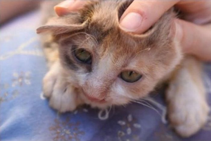 People Were Scared Of This Cat, But A 7 Year Old Girl Saved Her (7 pics)