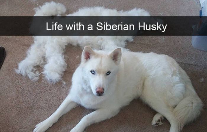 Some Of The Funniest Posts About Huskies For You To Enjoy (36 pics)