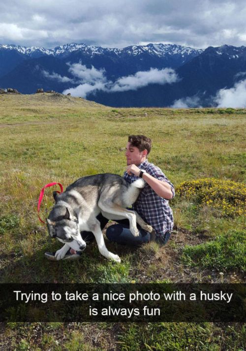 Some Of The Funniest Posts About Huskies For You To Enjoy (36 pics)
