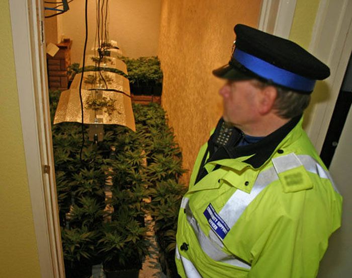 Police Find A Huge Marijuana Stash After Neighbors Report An Unusual Smell (9 pics)