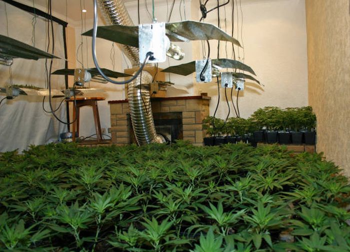 Police Find A Huge Marijuana Stash After Neighbors Report An Unusual Smell (9 pics)