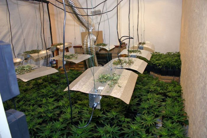 Police Find A Huge Marijuana Stash After Neighbors Report An Unusual Smell (9 pics)