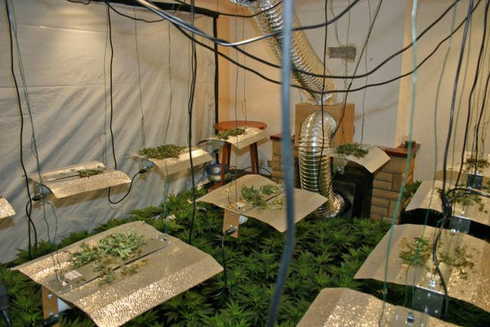 Police Find A Huge Marijuana Stash After Neighbors Report An Unusual Smell (9 pics)