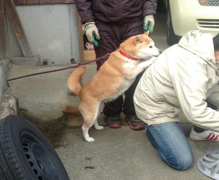 Dog Offers A Little Assistance (4 pics)