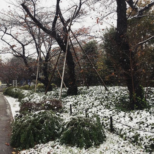 For The First Time In 54 Years It Snowed In Tokyo (11 pics)
