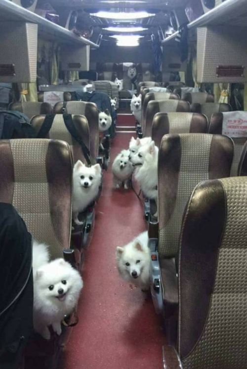Acid Picdump (100 pics)