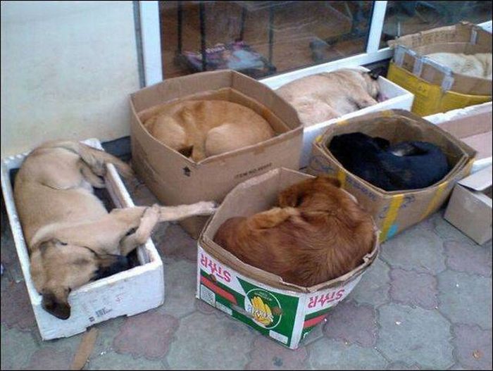 Acid Picdump (100 pics)