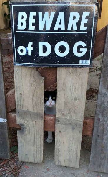 Acid Picdump (100 pics)
