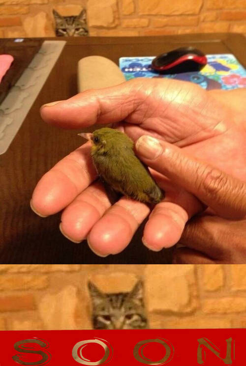 Acid Picdump (100 pics)
