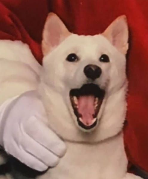 Santa Loving Dog Has Hilarious Reaction When She Meets Santa (10 pics)