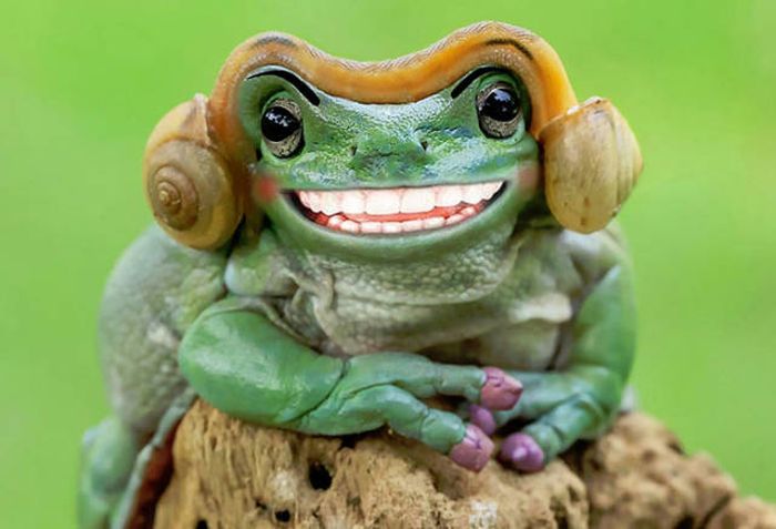 Frog That Looks Like Princess Leia Gets The Photoshop Battle Treatment (38 pics)