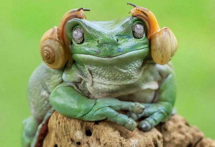 Frog That Looks Like Princess Leia Gets The Photoshop Battle Treatment (38 pics)