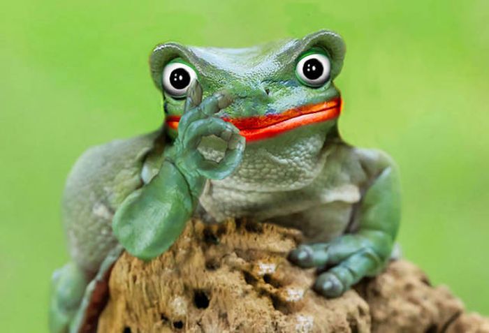 Frog That Looks Like Princess Leia Gets The Photoshop Battle Treatment (38 pics)