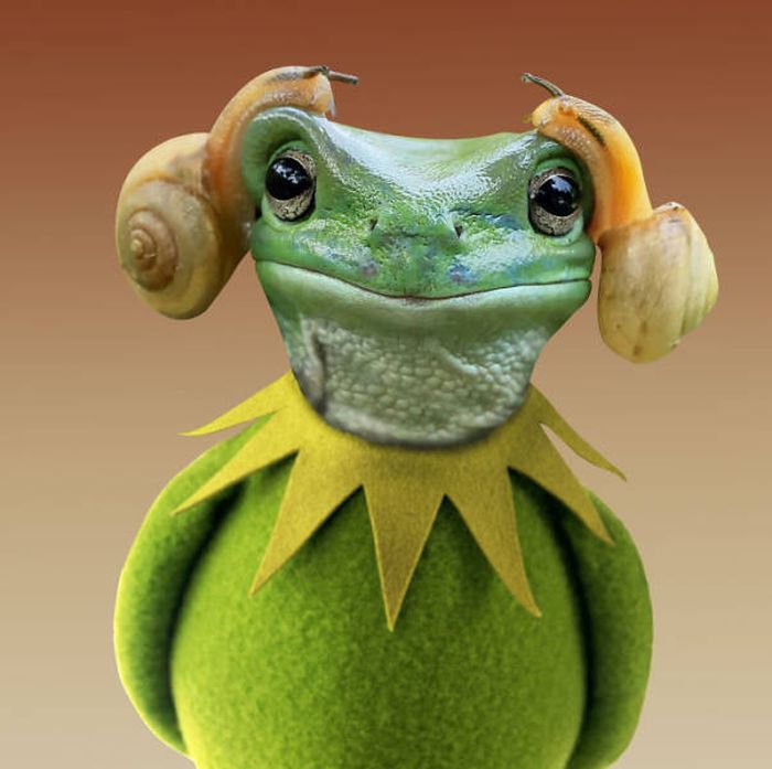 Frog That Looks Like Princess Leia Gets The Photoshop Battle Treatment (38 pics)