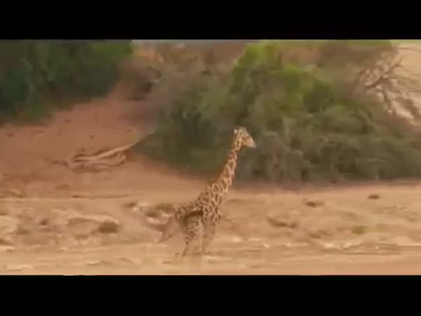 Lioness Hunting A Giraffe